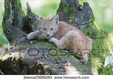 "Eurasian Lynx (Lynx lynx), cub lying on an old tree trunk, Tierpark Sababurg, Hofgeismar, Hesse, Germany, Europe" View Large Photo Image Stock Image - "Eurasian Lynx (Lynx lynx), cub lying on an old tree trunk, Tierpark Sababurg, Hofgeismar, Hesse, Germany, Europe". Fotosearch