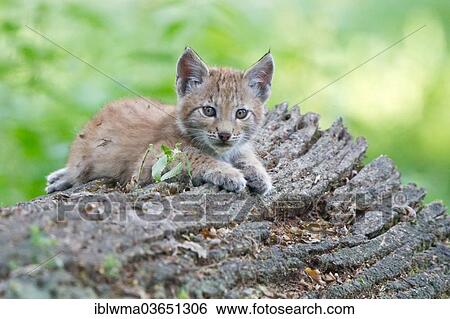"Eurasian Lynx (Lynx lynx), cub lying on an old tree trunk, Tierpark Sababurg, Hofgeismar, Hesse, Germany, Europe" View Large Photo Image Stock Photograph - "Eurasian Lynx (Lynx lynx), cub lying on an old tree trunk, Tierpark Sababurg, Hofgeismar, Hesse, Germany, Europe". Fotosearch