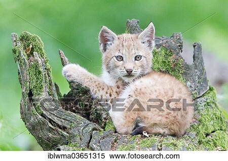 "Eurasian Lynx (Lynx lynx), cub lying on an old tree trunk, Tierpark Sababurg, Hofgeismar, Hesse, Germany, Europe" View Large Photo Image Stock Photography - "Eurasian Lynx (Lynx lynx), cub lying on an old tree trunk, Tierpark Sababurg, Hofgeismar, Hesse, Germany, Europe". Fotosearch