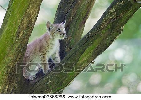 "Eurasian Lynx (Lynx lynx), cub climbing an old tree trunk, Tierpark Sababurg, Hofgeismar, Hesse, Germany, Europe" View Large Photo Image Stock Photography - "Eurasian Lynx (Lynx lynx), cub climbing an old tree trunk, Tierpark Sababurg, Hofgeismar, Hesse, Germany, Europe". Fotosearch