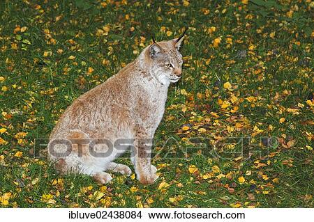 "Eurasian Lynx (Lynx lynx, Felis lynx) in autumn, Lower Saxony, Germany, Europe" View Large Photo Image Picture - "Eurasian Lynx (Lynx lynx, Felis lynx) in autumn, Lower Saxony, Germany, Europe". Fotosearch