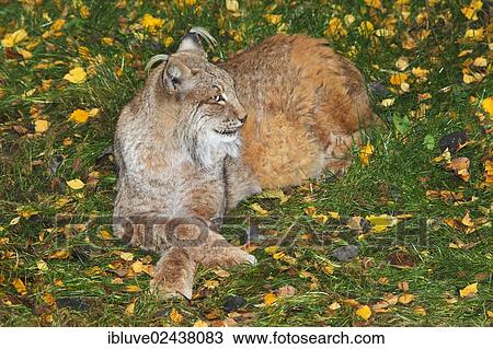 "Eurasian Lynx (Lynx lynx, Felis lynx) in autumn, Lower Saxony, Germany, Europe" View Large Photo Image Stock Image - "Eurasian Lynx (Lynx lynx, Felis lynx) in autumn, Lower Saxony, Germany, Europe". Fotosearch