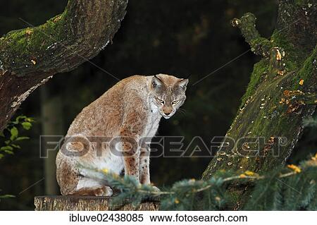 "Eurasian Lynx (Lynx lynx, Felis lynx) in autumn, Lower Saxony, Germany, Europe" View Large Photo Image Stock Photography - "Eurasian Lynx (Lynx lynx, Felis lynx) in autumn, Lower Saxony, Germany, Europe". Fotosearch