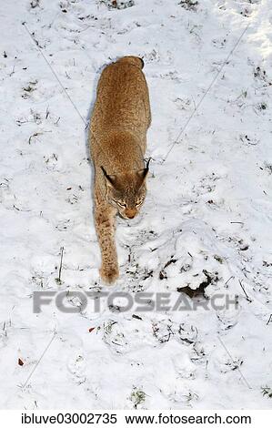 "Eurasian Lynx (Lynx lynx, Felis lynx) in the snow, Lower Saxony, Germany, Europe" View Large Photo Image Stock Photography - "Eurasian Lynx (Lynx lynx, Felis lynx) in the snow, Lower Saxony, Germany, Europe". Fotosearch