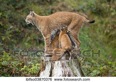 "Eurasian Lynx (Lynx lynx), female suckling kittens, captive, Lower Saxony, Germany, Europe" View Large Photo Image Stock Photograph - "Eurasian Lynx (Lynx lynx), female suckling kittens, captive, Lower Saxony, Germany, Europe". Fotosearch