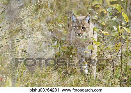 "Eurasian Lynx (Lynx lynx) in an autumnal environment, Tierfreigehege Falkenstein outdoor animal enclosure, Bavarian Forest National Park, Bavaria, Germany, Europe" View Large Photo Image Stock Image - "Eurasian Lynx (Lynx lynx) in an autumnal environment, Tierfreigehege Falkenstein outdoor animal enclosure, Bavarian Forest National Park, Bavaria, Germany, Europe". Fotosearch