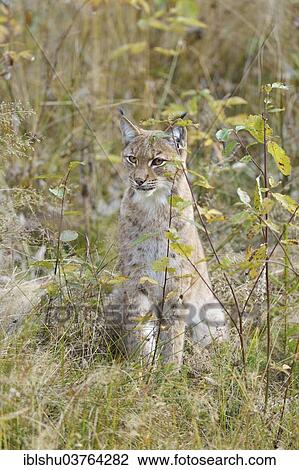 "Eurasian Lynx (Lynx lynx) in an autumnal environment, Tierfreigehege Falkenstein outdoor animal enclosure, Bavarian Forest National Park, Bavaria, Germany, Europe" View Large Photo Image Stock Image - "Eurasian Lynx (Lynx lynx) in an autumnal environment, Tierfreigehege Falkenstein outdoor animal enclosure, Bavarian Forest National Park, Bavaria, Germany, Europe". Fotosearch
