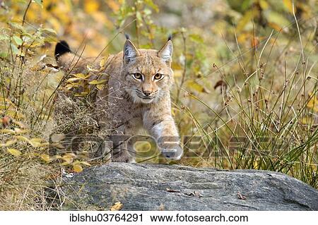 "Eurasian Lynx (Lynx lynx) in an autumnal environment, Tierfreigehege Falkenstein outdoor animal enclosure, Bavarian Forest National Park, Bavaria, Germany, Europe" View Large Photo Image Stock Image - "Eurasian Lynx (Lynx lynx) in an autumnal environment, Tierfreigehege Falkenstein outdoor animal enclosure, Bavarian Forest National Park, Bavaria, Germany, Europe". Fotosearch