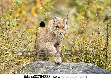 "Eurasian Lynx (Lynx lynx) in an autumnal environment, Tierfreigehege Falkenstein outdoor animal enclosure, Bavarian Forest National Park, Bavaria, Germany, Europe" View Large Photo Image Stock Photo - "Eurasian Lynx (Lynx lynx) in an autumnal environment, Tierfreigehege Falkenstein outdoor animal enclosure, Bavarian Forest National Park, Bavaria, Germany, Europe". Fotosearch