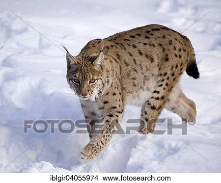 "Eurasian Lynx (Lynx lynx) in the snow, captive, Bavarian Forest National Park, Bavaria, Germany, Europe" View Large Photo Image Picture - "Eurasian Lynx (Lynx lynx) in the snow, captive, Bavarian Forest National Park, Bavaria, Germany, Europe". Fotosearch