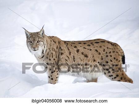 "Eurasian Lynx (Lynx lynx) in the snow, captive, Bavarian Forest National Park, Bavaria, Germany, Europe" View Large Photo Image Stock Photo - "Eurasian Lynx (Lynx lynx) in the snow, captive, Bavarian Forest National Park, Bavaria, Germany, Europe". Fotosearch