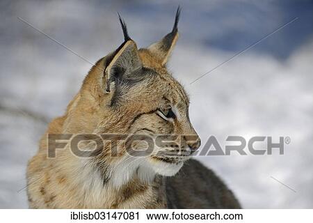 Stock Image - "Eurasian Lynx (Lynx lynx) in winter, Brandenburg, Brandenburg, Germany, Europe". Fotosearch