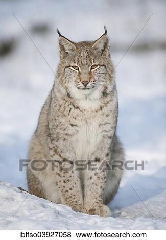"Eurasian Lynx (Lynx lynx), juvenile, sitting in the snow, captive, Bavaria, Germany, Europe" View Large Photo Image Stock Photo - "Eurasian Lynx (Lynx lynx), juvenile, sitting in the snow, captive, Bavaria, Germany, Europe". Fotosearch