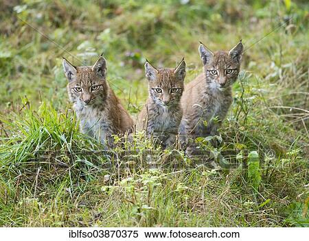 Stock Photography - "Eurasian Lynx (Lynx lynx), kittens, captive, Lower Saxony, Germany, Europe". Fotosearch