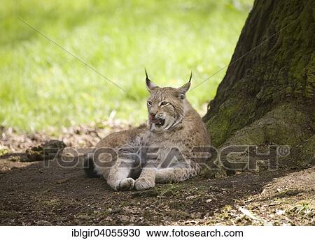 Stock Image - "Eurasian Lynx (Lynx lynx) lying next to a tree, captive, Bavarian Forest National Park, Bavaria, Germany, Europe". Fotosearch