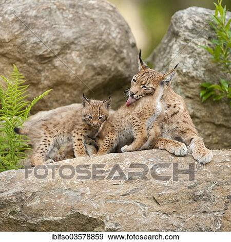 "Eurasian Lynx (Lynx lynx), mother and cubs lying on a rock, captive, Bavarian Forest National Park, Bavaria, Germany, Europe" View Large Photo Image Stock Photo - "Eurasian Lynx (Lynx lynx), mother and cubs lying on a rock, captive, Bavarian Forest National Park, Bavaria, Germany, Europe". Fotosearch