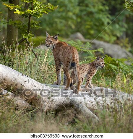 Stock Image - "Eurasian Lynx (Lynx lynx), mother with cub, Bavarian Forest National Park game reserve, Neuschonau, Lower Bavaria, Bavaria, Germany, Europe". Fotosearch