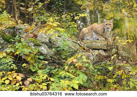 "Eurasian Lynx (Lynx lynx) on rocks in an autumnal environment, Tierfreigehege Falkenstein outdoor animal enclosure, Bavarian Forest National Park, Bavaria, Germany, Europe" View Large Photo Image Stock Photograph - "Eurasian Lynx (Lynx lynx) on rocks in an autumnal environment, Tierfreigehege Falkenstein outdoor animal enclosure, Bavarian Forest National Park, Bavaria, Germany, Europe". Fotosearch