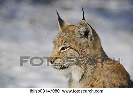 "Eurasian Lynx (Lynx lynx), portrait in winter, Brandenburg, Brandenburg, Germany, Europe" View Large Photo Image Stock Image - "Eurasian Lynx (Lynx lynx), portrait in winter, Brandenburg, Brandenburg, Germany, Europe". Fotosearch