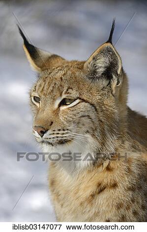 "Eurasian Lynx (Lynx lynx), portrait in winter, Brandenburg, Brandenburg, Germany, Europe" View Large Photo Image Stock Photo - "Eurasian Lynx (Lynx lynx), portrait in winter, Brandenburg, Brandenburg, Germany, Europe". Fotosearch