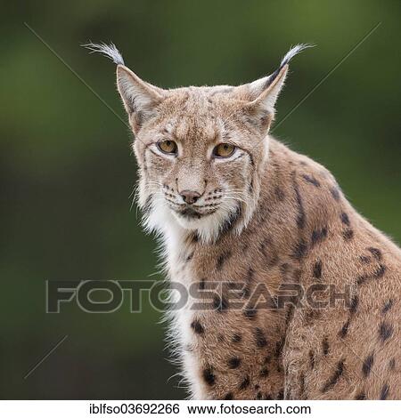 Stock Photograph - "Eurasian Lynx (Lynx lynx), portrait, captive, Bavarian Forest National Park game reserve, Neuschonau, Lower Bavaria, Bavaria, Germany, Europe". Fotosearch
