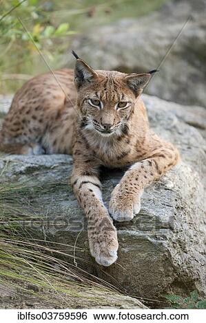 "Eurasian Lynx (Lynx lynx) resting on a rock, Bavarian Forest National Park game reserve, Neuschonau, Lower Bavaria, Bavaria, Germany, Europe" View Large Photo Image Stock Photograph - "Eurasian Lynx (Lynx lynx) resting on a rock, Bavarian Forest National Park game reserve, Neuschonau, Lower Bavaria, Bavaria, Germany, Europe". Fotosearch