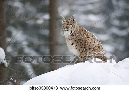 "Eurasian Lynx (Lynx lynx) sitting in the snow, animal enclosure, Bavarian Forest National Park, Bavaria, Germany, Europe" View Large Photo Image Stock Image - "Eurasian Lynx (Lynx lynx) sitting in the snow, animal enclosure, Bavarian Forest National Park, Bavaria, Germany, Europe". Fotosearch