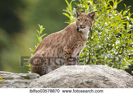 "Eurasian Lynx (Lynx lynx) sitting on a rock, captive, Bavarian Forest National Park, Bavaria, Germany, Europe" View Large Photo Image Stock Image - "Eurasian Lynx (Lynx lynx) sitting on a rock, captive, Bavarian Forest National Park, Bavaria, Germany, Europe". Fotosearch