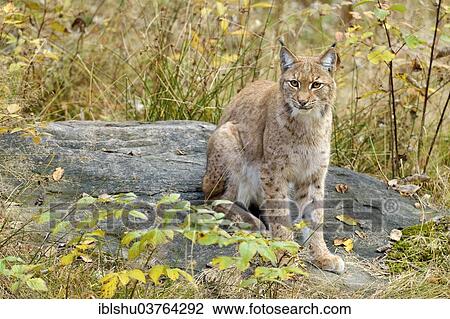 Stock Image - "Eurasian Lynx (Lynx lynx) sitting on a stone in an autumnal environment, Tierfreigehege Falkenstein outdoor animal enclosure, Bavarian Forest National Park, Bavaria, Germany, Europe". Fotosearch