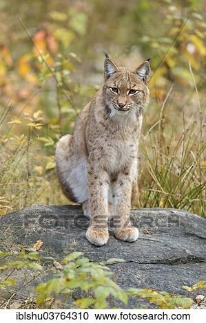 "Eurasian Lynx (Lynx lynx) sitting on a stone in an autumnal environment, Tierfreigehege Falkenstein outdoor animal enclosure, Bavarian Forest National Park, Bavaria, Germany, Europe" View Large Photo Image Stock Image - "Eurasian Lynx (Lynx lynx) sitting on a stone in an autumnal environment, Tierfreigehege Falkenstein outdoor animal enclosure, Bavarian Forest National Park, Bavaria, Germany, Europe". Fotosearch