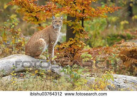 "Eurasian Lynx (Lynx lynx) sitting on a tree trunk in an autumnal environment, Tierfreigehege Falkenstein outdoor animal enclosure, Bavarian Forest National Park, Bavaria, Germany, Europe" View Large Photo Image Stock Image - "Eurasian Lynx (Lynx lynx) sitting on a tree trunk in an autumnal environment, Tierfreigehege Falkenstein outdoor animal enclosure, Bavarian Forest National Park, Bavaria, Germany, Europe". Fotosearch