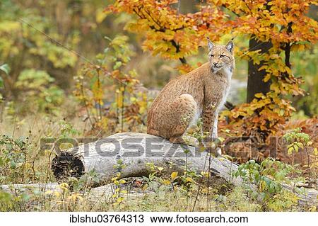 Stock Image - "Eurasian Lynx (Lynx lynx) sitting on a tree trunk in an autumnal environment, Tierfreigehege Falkenstein outdoor animal enclosure, Bavarian Forest National Park, Bavaria, Germany, Europe". Fotosearch