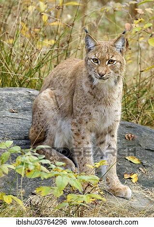 Stock Photograph - "Eurasian Lynx (Lynx lynx) sitting on a stone in an autumnal environment, Tierfreigehege Falkenstein outdoor animal enclosure, Bavarian Forest National Park, Bavaria, Germany, Europe". Fotosearch