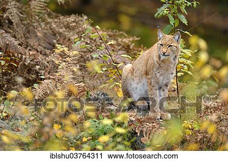 "Eurasian Lynx (Lynx lynx) sitting amongst the bushes in an autumnal environment, Tierfreigehege Falkenstein outdoor animal enclosure, Bavarian Forest National Park, Bavaria, Germany, Europe" View Large Photo Image Stock Image - "Eurasian Lynx (Lynx lynx) sitting amongst the bushes in an autumnal environment, Tierfreigehege Falkenstein outdoor animal enclosure, Bavarian Forest National Park, Bavaria, Germany, Europe". Fotosearch
