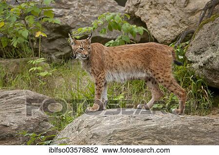 "Eurasian Lynx (Lynx lynx) standing on a rock, captive, Bavarian Forest National Park, Bavaria, Germany, Europe" View Large Photo Image Stock Image - "Eurasian Lynx (Lynx lynx) standing on a rock, captive, Bavarian Forest National Park, Bavaria, Germany, Europe". Fotosearch