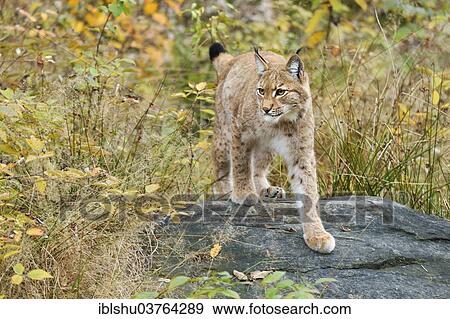 Stock Photo - "Eurasian Lynx (Lynx lynx) standing on a stone in an autumnal environment, Tierfreigehege Falkenstein outdoor animal enclosure, Bavarian Forest National Park, Bavaria, Germany, Europe". Fotosearch