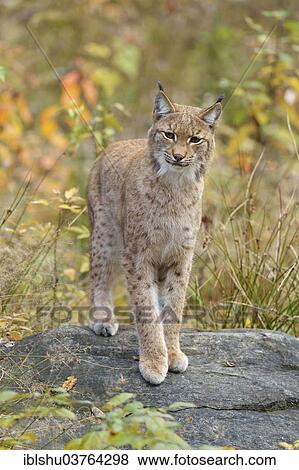 "Eurasian Lynx (Lynx lynx) standing on a stone in an autumnal environment, Tierfreigehege Falkenstein outdoor animal enclosure, Bavarian Forest National Park, Bavaria, Germany, Europe" View Large Photo Image Stock Photo - "Eurasian Lynx (Lynx lynx) standing on a stone in an autumnal environment, Tierfreigehege Falkenstein outdoor animal enclosure, Bavarian Forest National Park, Bavaria, Germany, Europe". Fotosearch