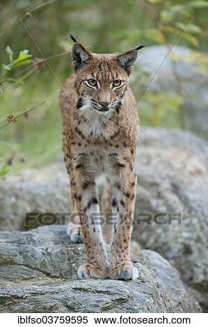"Eurasian Lynx (Lynx lynx) standing on a rock, Bavarian Forest National Park game reserve, Neuschonau, Lower Bavaria, Bavaria, Germany, Europe" View Large Photo Image Stock Photography - "Eurasian Lynx (Lynx lynx) standing on a rock, Bavarian Forest National Park game reserve, Neuschonau, Lower Bavaria, Bavaria, Germany, Europe". Fotosearch