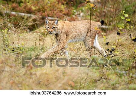 Stock Photograph - "Eurasian Lynx (Lynx lynx) walking in an autumnal environment, Tierfreigehege Falkenstein outdoor animal enclosure, Bavarian Forest National Park, Bavaria, Germany, Europe". Fotosearch
