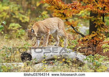 "Eurasian Lynx (Lynx lynx) walking along a tree trunk in an autumnal environment, Tierfreigehege Falkenstein outdoor animal enclosure, Bavarian Forest National Park, Bavaria, Germany, Europe" View Large Photo Image Picture - "Eurasian Lynx (Lynx lynx) walking along a tree trunk in an autumnal environment, Tierfreigehege Falkenstein outdoor animal enclosure, Bavarian Forest National Park, Bavaria, Germany, Europe". Fotosearch