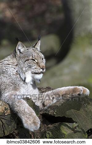 "Eurasian Lynx (Lynx lynx), Wildpark Knull wildlife park, Homberg, North Hesse, Hesse, Germany, Europe" View Large Photo Image Stock Photograph - "Eurasian Lynx (Lynx lynx), Wildpark Knull wildlife park, Homberg, North Hesse, Hesse, Germany, Europe". Fotosearch