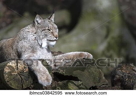 "Eurasian Lynx (Lynx lynx), Wildpark Knull wildlife park, Homberg, North Hesse, Hesse, Germany, Europe" View Large Photo Image Stock Photography - "Eurasian Lynx (Lynx lynx), Wildpark Knull wildlife park, Homberg, North Hesse, Hesse, Germany, Europe". Fotosearch