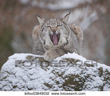 "Eurasian Lynx (Lynx lynx), young lynx perched on a rock yawning, captive, Bavaria, Germany, Europe" View Large Photo Image Stock Image - "Eurasian Lynx (Lynx lynx), young lynx perched on a rock yawning, captive, Bavaria, Germany, Europe". Fotosearch