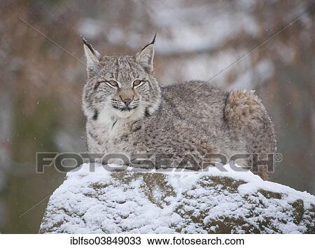 "Eurasian Lynx (Lynx lynx), young lynx perched on a rock, captive, Bavaria, Germany, Europe" View Large Photo Image Stock Image - "Eurasian Lynx (Lynx lynx), young lynx perched on a rock, captive, Bavaria, Germany, Europe". Fotosearch