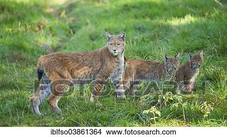 "Eurasian Lynx or Northern Lynx (Lynx lynx), female with kittens, captive, Lower Saxony, Germany, Europe" View Large Photo Image Picture - "Eurasian Lynx or Northern Lynx (Lynx lynx), female with kittens, captive, Lower Saxony, Germany, Europe". Fotosearch