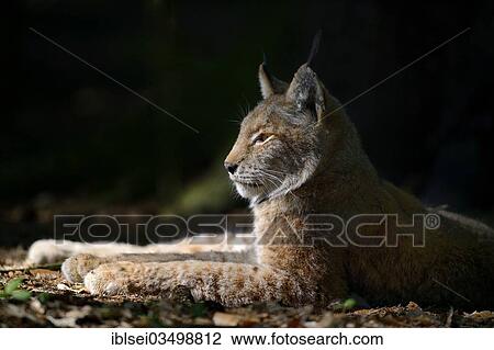 "Eurasian Lynx or Northern Lynx (Lynx lynx) lying in a sunny spot, Poing Wildlife Park, Poing, Upper Bavaria, Bavaria, Germany, Europe" View Large Photo Image Stock Image - "Eurasian Lynx or Northern Lynx (Lynx lynx) lying in a sunny spot, Poing Wildlife Park, Poing, Upper Bavaria, Bavaria, Germany, Europe". Fotosearch