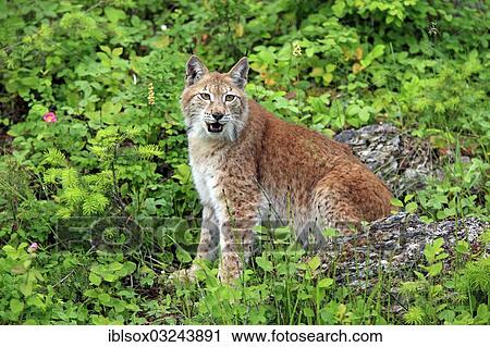 Stock Image - "Eurasian Lynx or Northern Lynx (Lynx lynx), female, captive, Montana, United States, North America". Fotosearch
