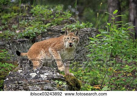 Stock Image - "Eurasian Lynx or Northern Lynx (Lynx lynx), female, captive, Montana, United States, North America". Fotosearch