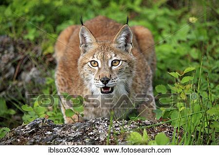Stock Image - "Eurasian Lynx or Northern Lynx (Lynx lynx), female, captive, Montana, United States, North America". Fotosearch