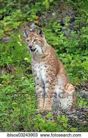 Stock Image - "Eurasian Lynx or Northern Lynx (Lynx lynx), female, captive, Montana, United States, North America". Fotosearch